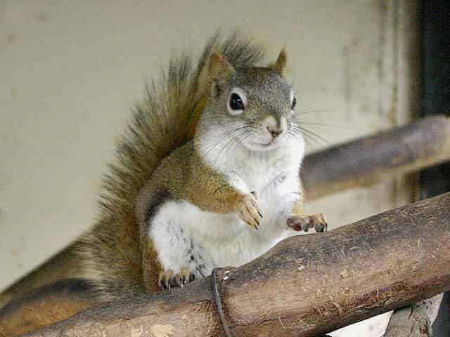 動物図鑑、アメリカアカリス